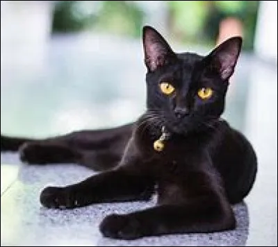 Quelle est cette race ?