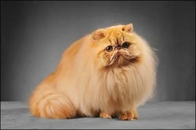 Quelle est cette race ?