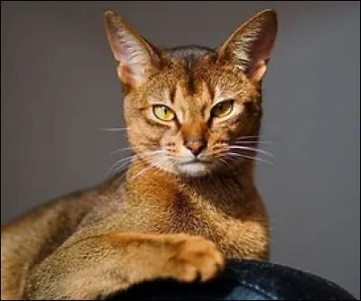 Quelle est cette race ?