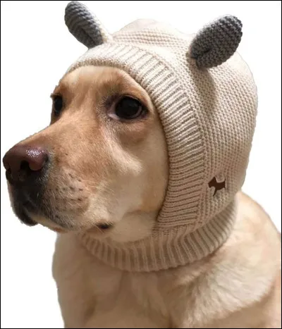 Quelle image préfères-tu ? En tant que chien.