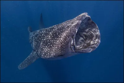 Vrai ou faux ? Le requin-baleine mesure généralement entre 14 et 20 mètres.