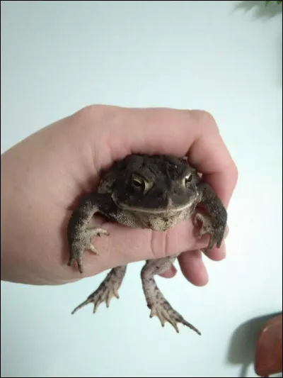 Quel est cet animal ?