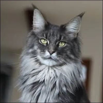 La race de chat maine coon est-elle originaire d'Australie ?