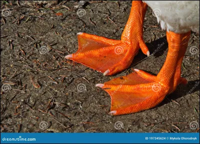 A-t-il les pattes palm&eacute;es ?