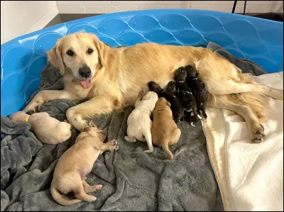 Combien de chiots le golden peut-il avoir dans une port&eacute;e ?