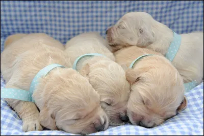 Un chiot co&ucirc;te entre ... et ... €.