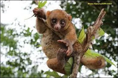 Cet animal nocturne aux gros yeux globuleux, qui vit en Afrique, est un [...].