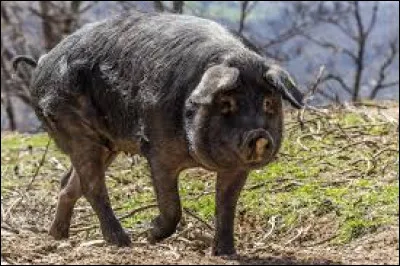 Qu'il est bon ce saucisson pur [...] !