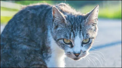 Et comment sont ses yeux ?