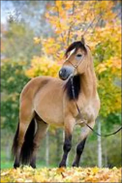 Quelle est cette robe ?