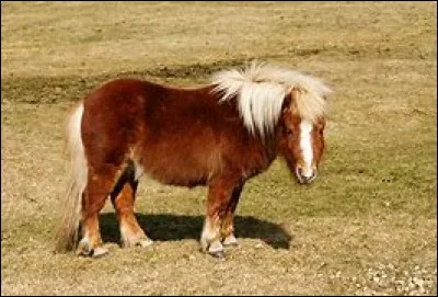 Quelle est cette race de cheval ?