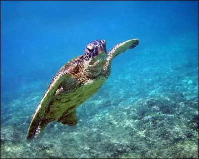 Les tortues marines ont-elles besoin de remonter à la surface régulièrement ?