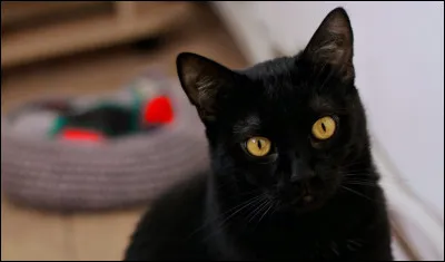 Le petit chaton noir se cachait sous le [...] du canapé.