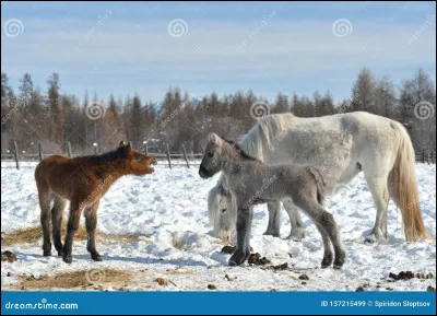 Le cheval galope à travers la [...] enneigée.