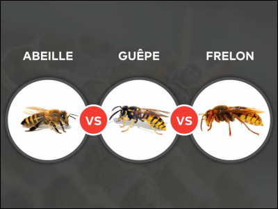 Dans quelle phobie a-t-on peur des abeilles, guêpes et frelons ?