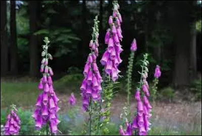 Quelles sont ces fleurs réputées pour être très toxiques ?