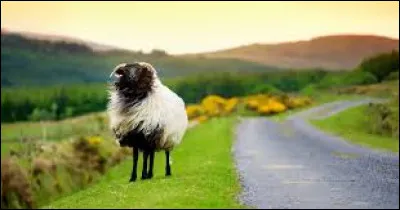 Qu'est-ce que le Connemara ?