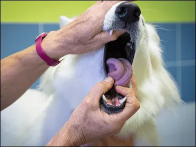 Combien de dents possède un chien adulte ?