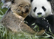 Quiz Panda, koala ou les deux