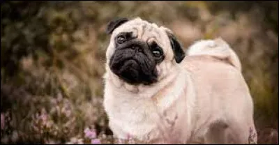 Carlin : De quel pays est originaire cette race de chien ?