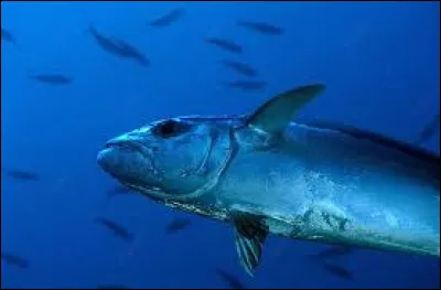 Le Kiribati est composé de trois groupes d'îles : les îles Gilbert, les îles Phoenix et les îles de la Ligne.