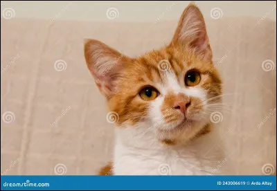 Aimes-tu les animaux ?