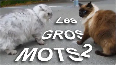 En une semaine, combien de gros mots dis-tu ?