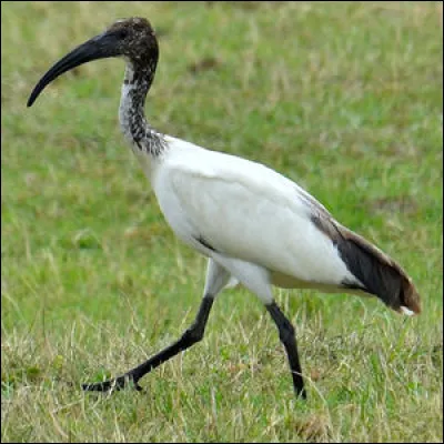 Arrivé en France fin des années 80, on m'a installé dans des zoos, certains de mes congénères en ont profité pour s'enfuir et ma foi, arrivés en Loire atlantique, nous en avons conclu que cette région nous plaisait bien, je suis ...