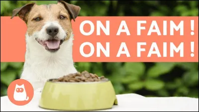 Tu as une faim de loup ! Que préfères-tu manger ?