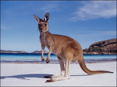 Quel est l'animal national de l'Australie ?