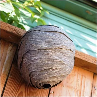 De quel insecte, qui construit des nids avec une "pâte à papier" quil fabrique avec sa salive et du bois, envie-t-on la taille ?