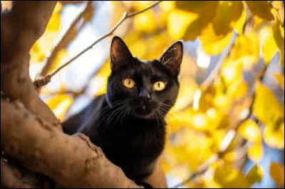 Quel est le nom de cette race de chat au pelage noir ?