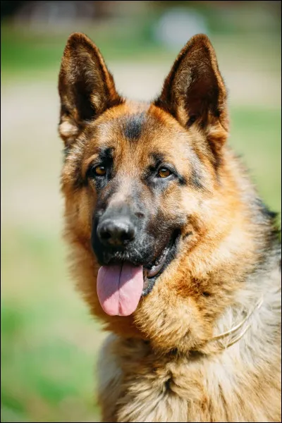 Et pour finir ce quiz, combien pèse en moyenne un berger allemand adulte ? (mâle)