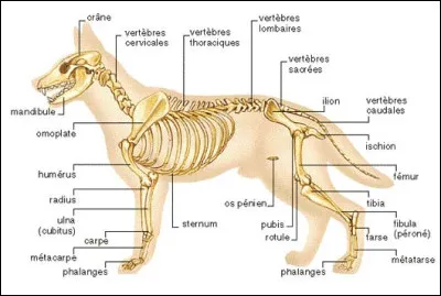 Combien d'os a un chien ?