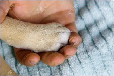 Le chien a-t-il des griffes rétractiles ? (ça veut dire qu'il peut les rentrer)