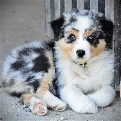 Le chocolat est-il mortel pour le chien ?