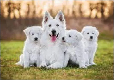 À quelle famille appartient le chien ?