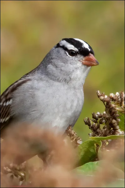 L'oiseau est-il un objet ?
