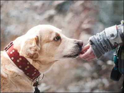 Veux-tu qu'il soit féroce envers les inconnus ?