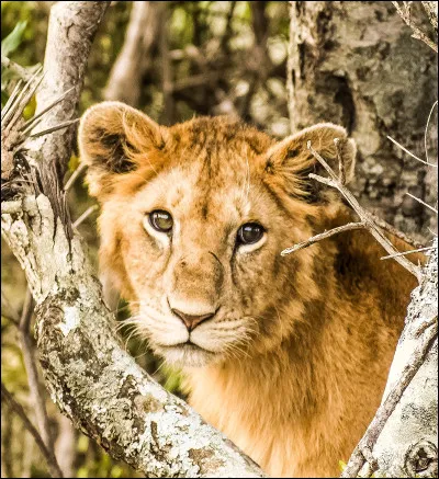 Tu préfères être :