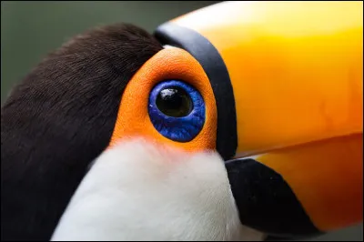 Retrouvez le propriétaire de ces yeux !