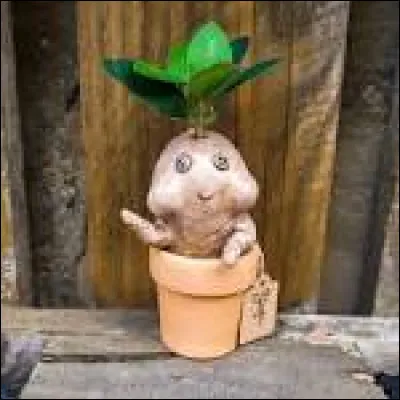 Que ferais-tu dans la vie si tu étais un navet destiné à être mangé ?