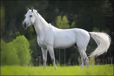 Quelle est la couleur de peau des chevaux blancs ?