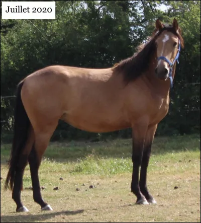 Quel race n'existe pas ?