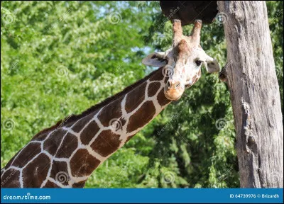 Quel est cet animal ?