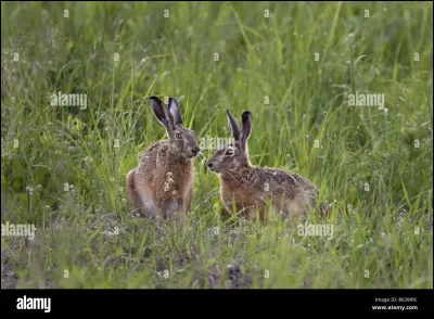 Quelle est la femelle du lièvre ?