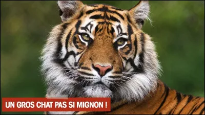 Quel est cet animal ?