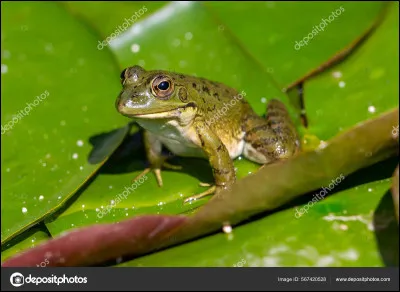 Quel est cet animal ?