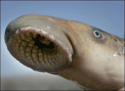 Quel est cet animal ?