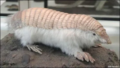 Quel est cet animal ?